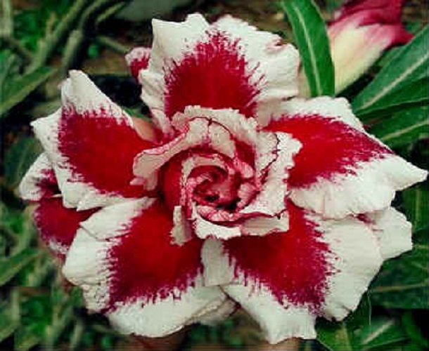 (image for) Adenium Obesum \'Triple Ever After\' x 5 Seeds